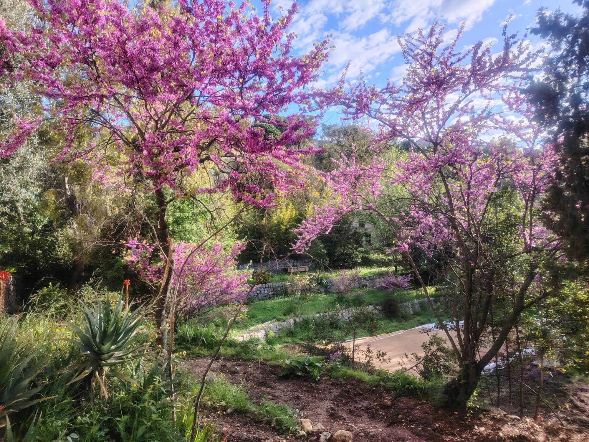 Domaine Des Petites Soeurs A 800M Du Centre Historique Avec 5200M2 De Parc Arbore Ванс Экстерьер фото